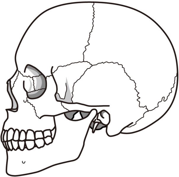 頭の骨　頭蓋骨
